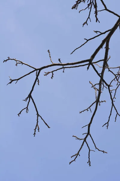 青い空に対する芽を持つ一般的なクルミの枝 ラテン語名 ユグラン地域 — ストック写真