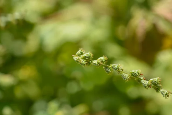 Common Agrimony Seeds Latin Name Agrimonia Eupatoria — Stock Photo, Image