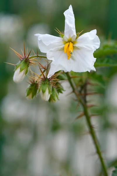 Przyklejone Kwiaty Jagodowe Łacińska Nazwa Solanum Sisymbriifolium — Zdjęcie stockowe