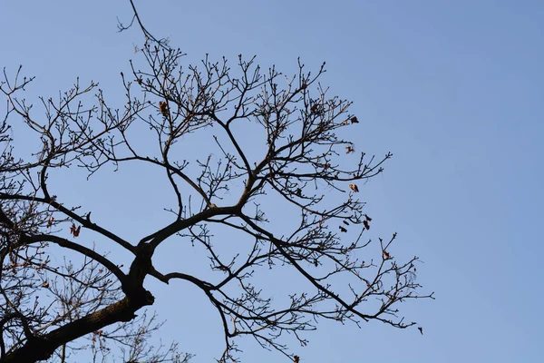 挪威枫树枝干与蓝天相映成趣 拉丁文名 橡胶树 — 图库照片