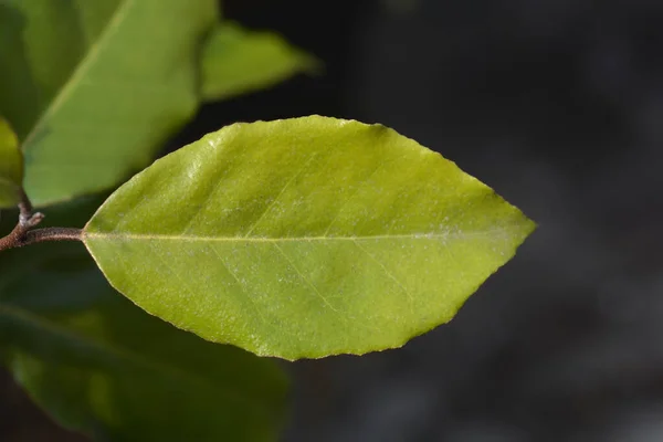 Oleaster Compacta Leaves Łacińska Nazwa Elaeagnus Submacrophylla Compacta — Zdjęcie stockowe