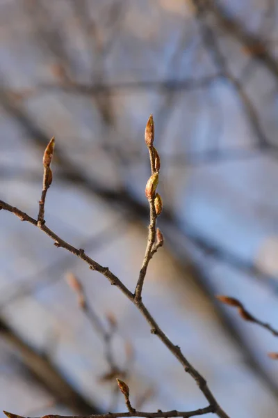 Pyramid Hornbeam Branchwith Buds Latin Name Carpinus Betulus Fastiegata — Stok fotoğraf