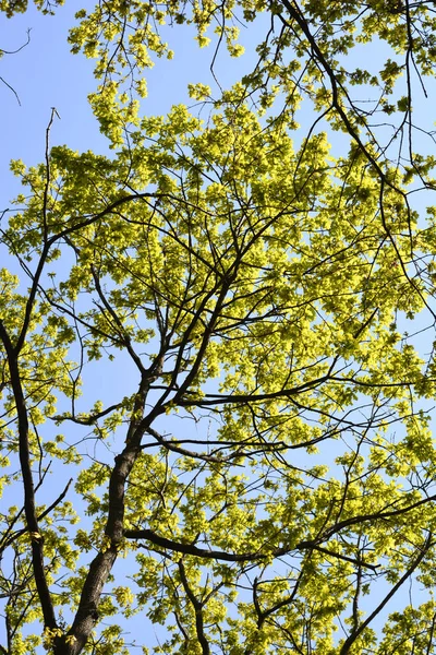 Chêne Anglais Contre Ciel Bleu Nom Latin Quercus Robur — Photo