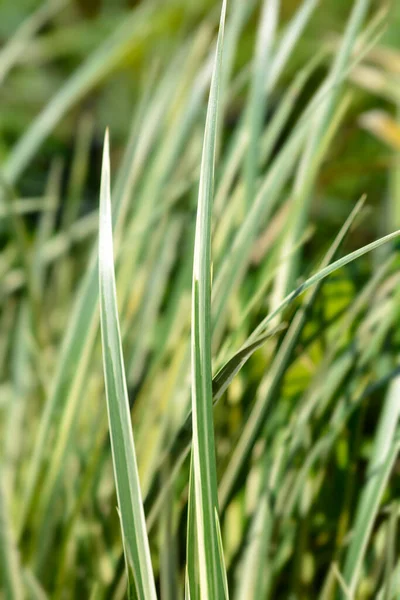 Schlanke Süßfahne Aureovariegatus Blätter Lateinischer Name Acorus Gramineus Aureovariegatus — Stockfoto