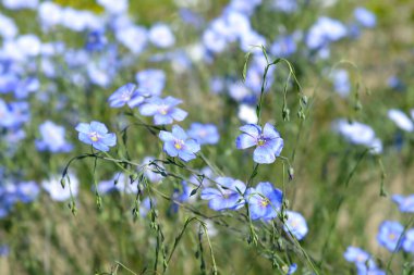 Soluk mavi uzun ömürlü keten çiçekleri - Latince adı - Linum perenne