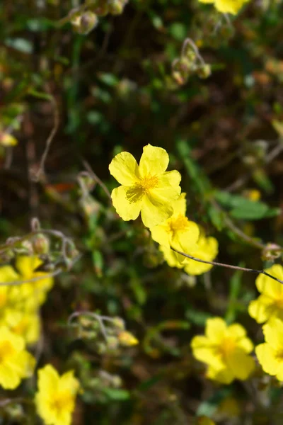 Żółte Kwiaty Różyczki Pospolitej Nazwa Łacińska Helianthemum Nummularium — Zdjęcie stockowe
