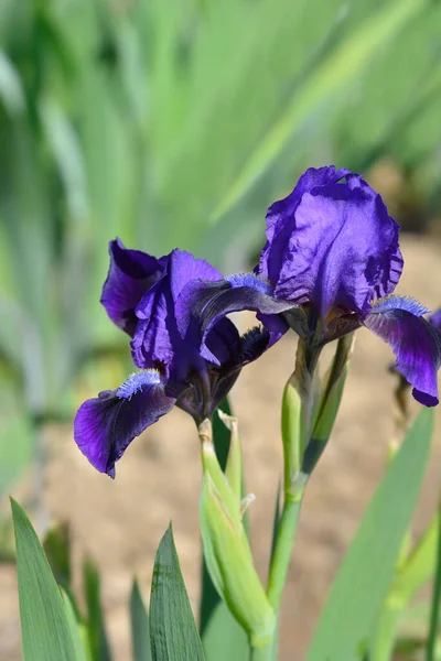 Iris Enano Estándar Flor Brannigan Nombre Latino Iris Barbata Nana — Foto de Stock