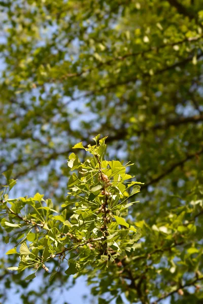 Ginkgo Branch Leaves Flowers Latin Name Ginkgo Biloba — Stock Photo, Image