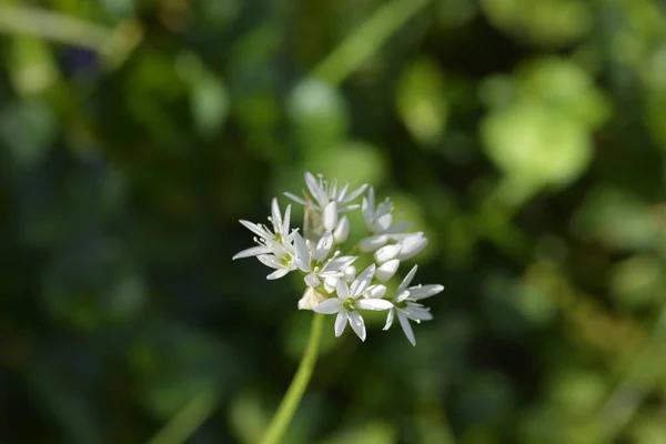 Alho Selvagem Flores Brancas Nome Latino Allium Ursinum — Fotografia de Stock