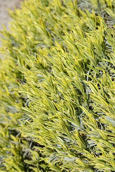 Lavanda Platino Foglie Bionde Nome Latino Lavandula Angustifolia Biondo Platino — Foto Stock