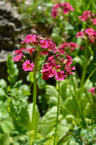 Японские Цветы Primrose Millers Crimson Латинское Название Primula Japonica Millers — стоковое фото