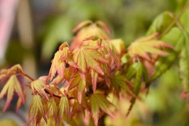 Japon akçaağaç portakal ağacı yaprakları - Latince adı - Acer palmatum Orange Dream