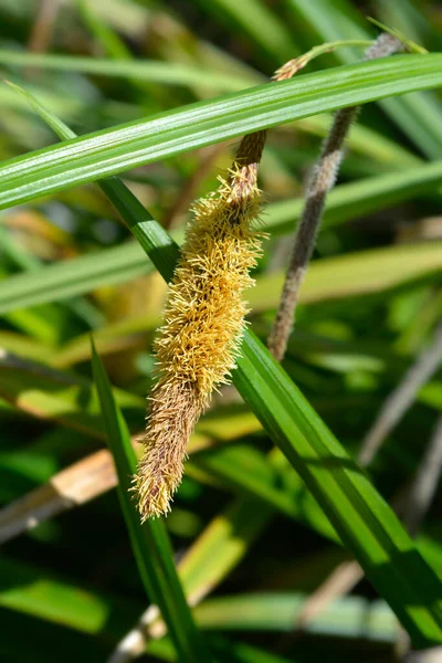 Pendulous Sedge Flower Latin Name Carex Pendula — Stock Photo, Image