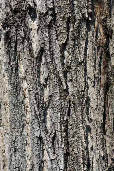 ロンバルディアポプラ樹皮 ラテン語名 ポプラNigra Var イタリカ — ストック写真