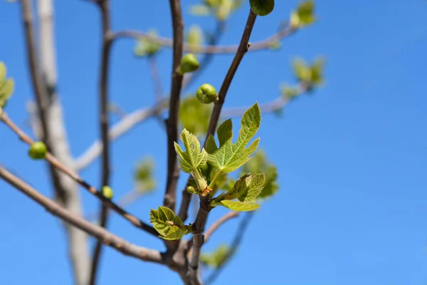 Közönséges Fügefa Ágak Levelekkel Kék Ellen Latin Név Ficus Carica — Stock Fotó