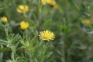 Limon sarısı sahte altın sarısı, Latince adı Heterotheca kampporum var. glandulissimum