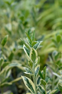 Japon Milli Bravo Latince adı Euonymus japonicus Bravo 'dan ayrılıyor.