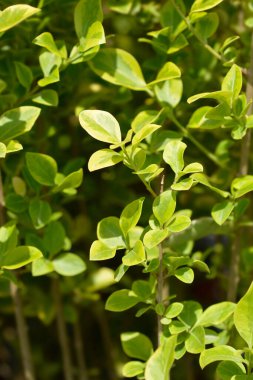 Altın özel yapraklar - Latince adı - Ligustrum ovalifolium Aureum