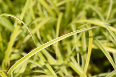 Japon Çimeni Yaprakları - Latince adı - Carex Morrowii