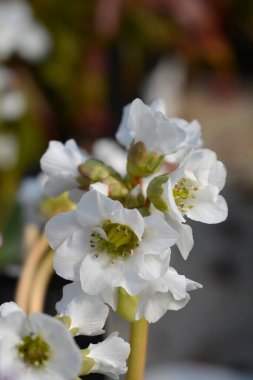 Bergenia Bressingham Beyaz çiçekler - Latince adı Bergenia Bressingham White