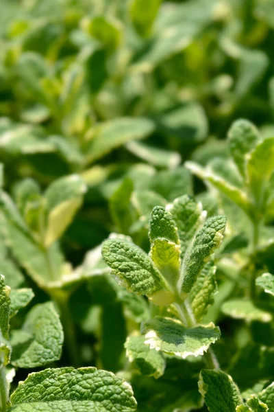 Pineapple Mint Leaves Latin Name Mentha Suaveolens Variegata — Stock Photo, Image