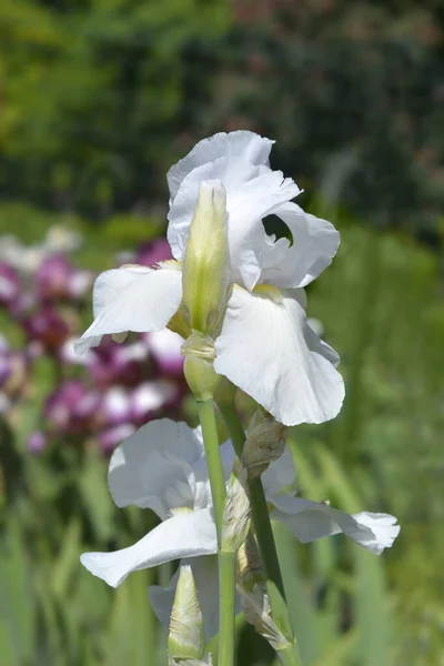 背の高い髭の虹彩の静けさの花 ラテン語名 アイリスBarata Elatior Tranquity — ストック写真