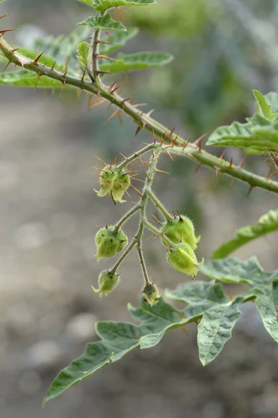 Sticky Nightshade Άγουρα Φρούτα Λατινική Ονομασία Solanum Sisymbriifolium — Φωτογραφία Αρχείου