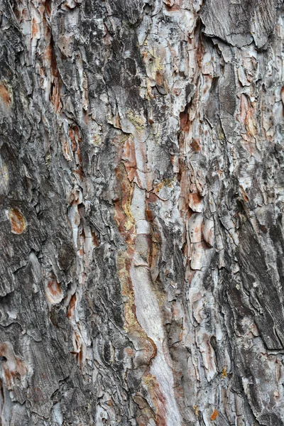 Detalhe Casca Pinheiro Preto Nome Latino Pinus Nigra — Fotografia de Stock