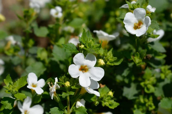 Ornamental Bacopa Flowers Latin Name Chaenostoma Cordatum — Stock Photo, Image