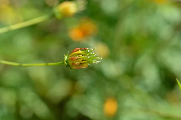 Sulfur Cosmos Seed Head Λατινική Ονομασία Cosmos Sulfureus — Φωτογραφία Αρχείου