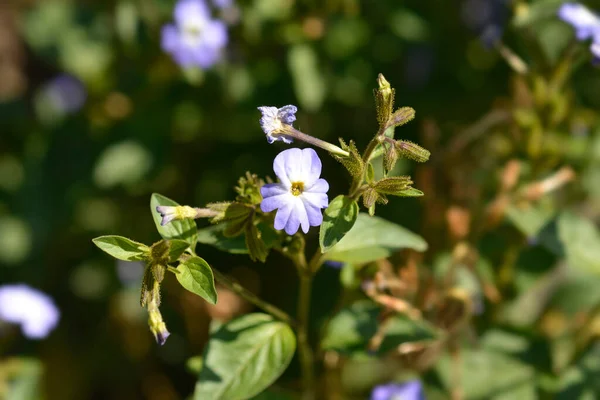 Bush Violet Flowers Latin Name Browallia Americana — Stock Photo, Image