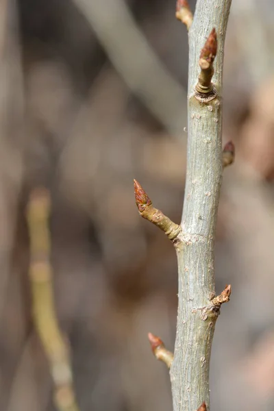 Branche Peuplier Lombardie Aux Bourgeons Nom Latin Populus Nigra Var — Photo