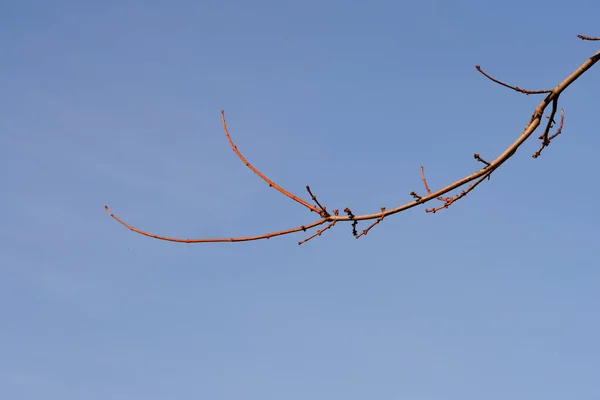 Branches Érable Argenté Avec Boutons Floraux Contre Ciel Bleu Nom — Photo