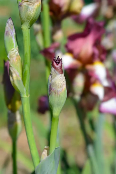 Tall Bearded Iris Crinoline Flower Bud Latin Name Iris Barbata — Stock Photo, Image