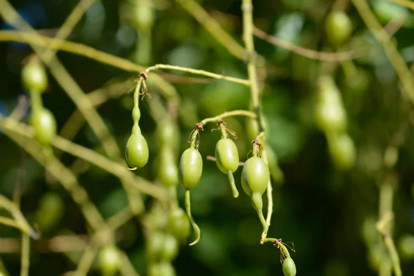 Huilende Japanse Pagode Boomvrucht Latijnse Naam Sophora Japonica Pendula — Stockfoto