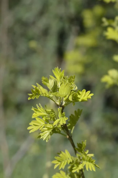 Arbusto Guisante Siberiano Con Hojas Nuevas Nombre Latino Caragana Arborescens —  Fotos de Stock