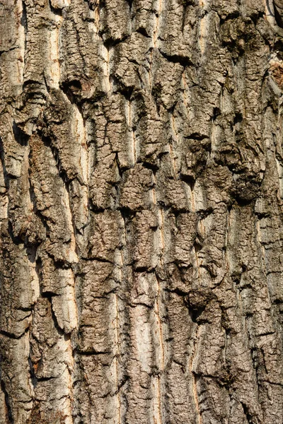 Canadian Poplar Bark Detail Latin Name Populus Canadensis — Stock Photo, Image