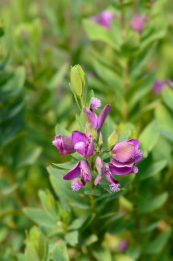 Myrtle-leaf milkwort çiçekleri - Latince adı - Polygala myrtifolia
