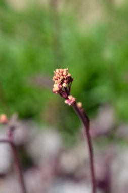 Gümüş Mercan Prensi Çan Çiçekleri Latince adı Heuchera Gümüş Prensi