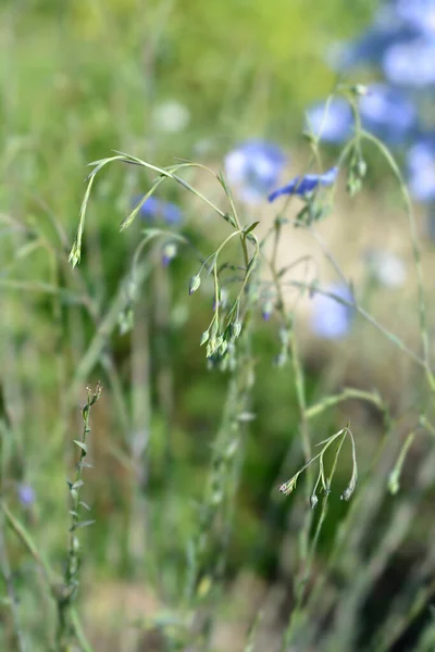 Pale Blue Perennial Flax Flower Buds Latin Name Linum Perenne — 图库照片