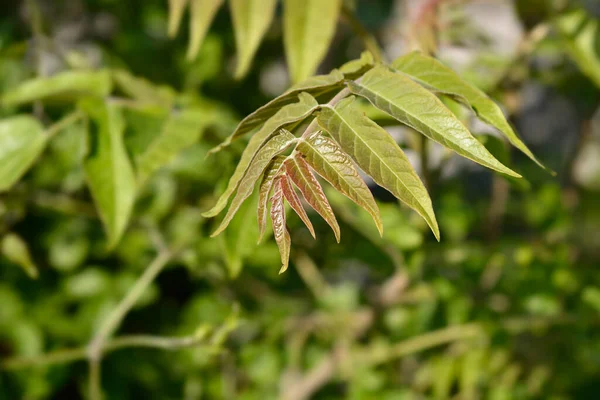 Дерево Небес Новые Листья Латинское Название Ailanthus Altissima — стоковое фото