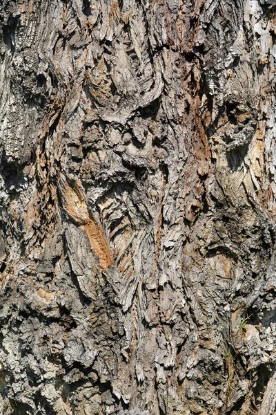 Lombardische Pappelrinde Lateinischer Name Populus Nigra Var Kursiv — Stockfoto