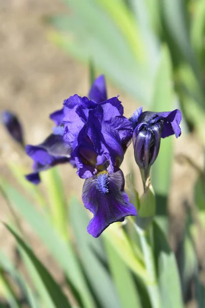 Standart Cüce Iris Brannigan Çiçeği Latince Adı Iris Barbata Nana — Stok fotoğraf