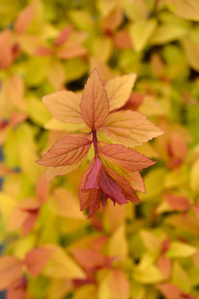 Japanische Spirea Firelight Blätter Lateinischer Name Spiraea Japonica Firelight — Stockfoto