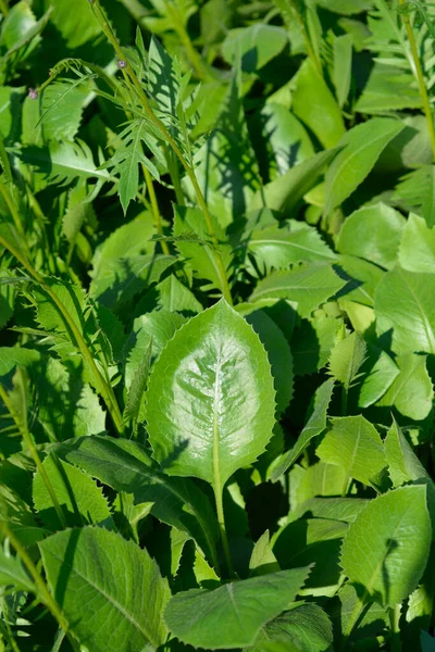 Folhas Motosserra Flor Simples Nome Latino Klasea Lycopifolia — Fotografia de Stock