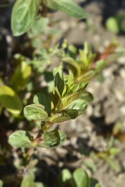 Purple Loosestrife New Leaves Latin Name Lythrum Salicaria — Stok fotoğraf