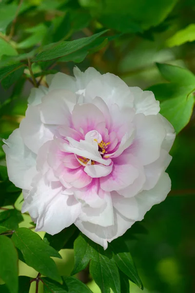 Δέντρο Παιωνία Ροζ Λουλούδι Λατινική Ονομασία Paeonia Suffruticosa — Φωτογραφία Αρχείου