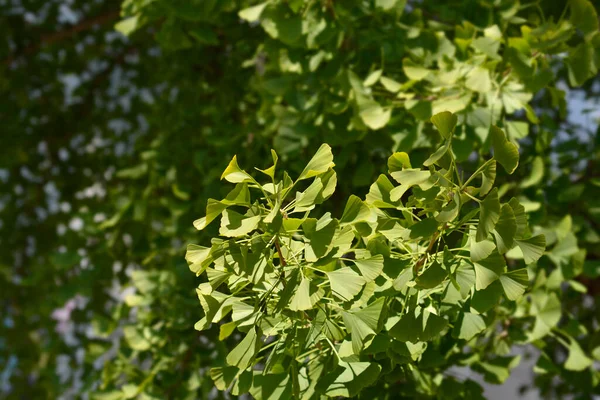 Gałąź Ginkgo Zielonymi Liśćmi Łacińska Nazwa Ginkgo Biloba — Zdjęcie stockowe