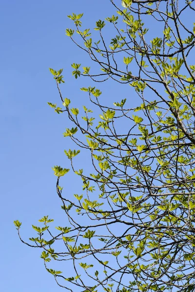 Common Fig Branches New Leaves Blue Sky Latin Name Ficus — Photo