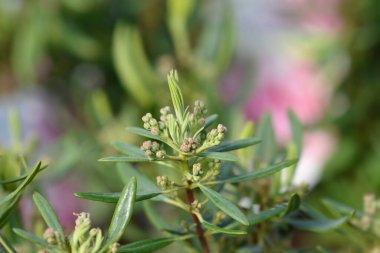 Kırmızı koyun defne yaprakları ve çiçek tomurcukları - Latince adı - Kalmia angustifolia ffrubra
